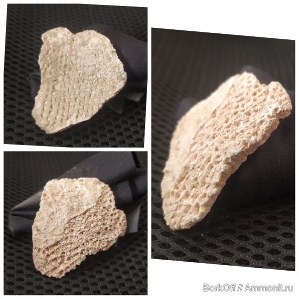 мел, мшанки, отпечатки, Гродно