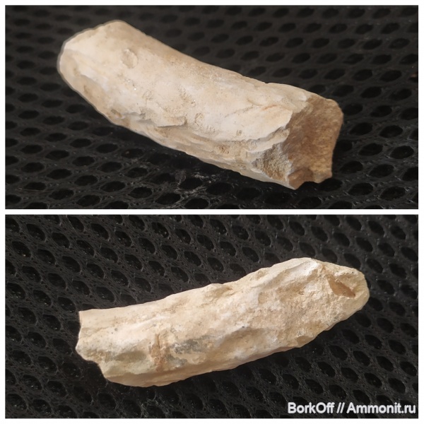 мел, ихнофоссилии, Гродно