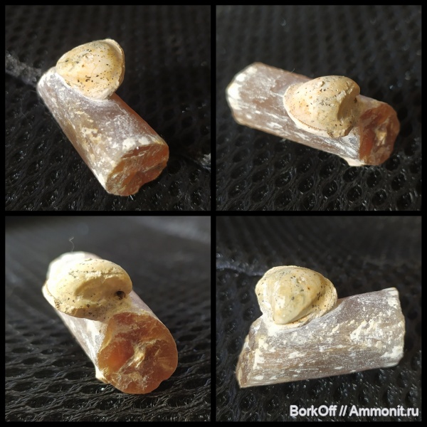 белемниты, брахиоподы, мел, Гродно