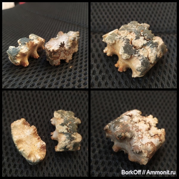 мел, раковины, Baculites, Гродно