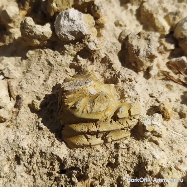 аммониты, мел, хотиново