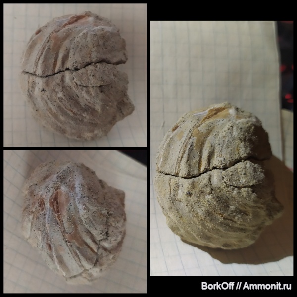 мел, двустворки, хотиново