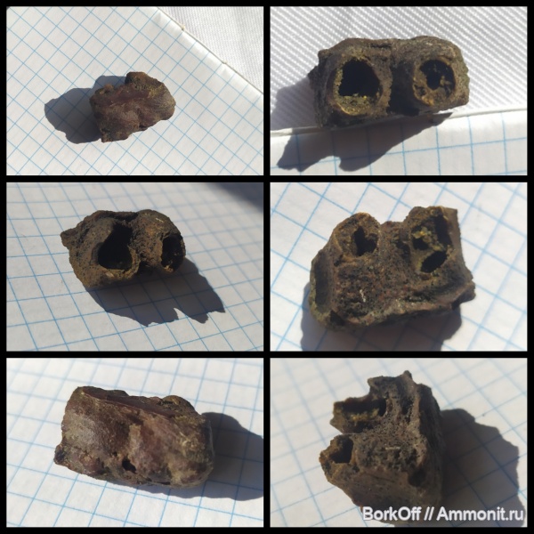 окаменелости, мел, хотиново