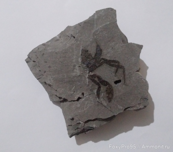 мезозой, членистоногие