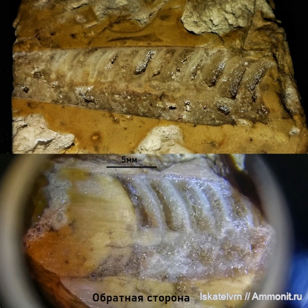 Orthoceras, Nautiloidea, Actinocerida, Воронежская область