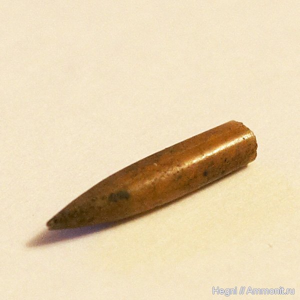 белемниты, Электростальский карьер, belemnites