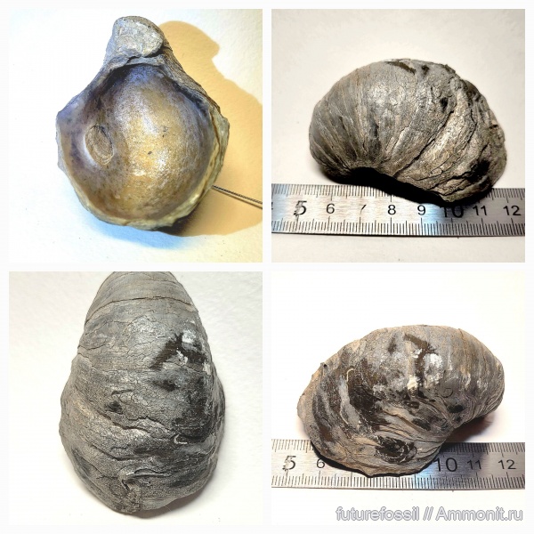 юра, Пески, двустворчатые моллюски, Gryphaea