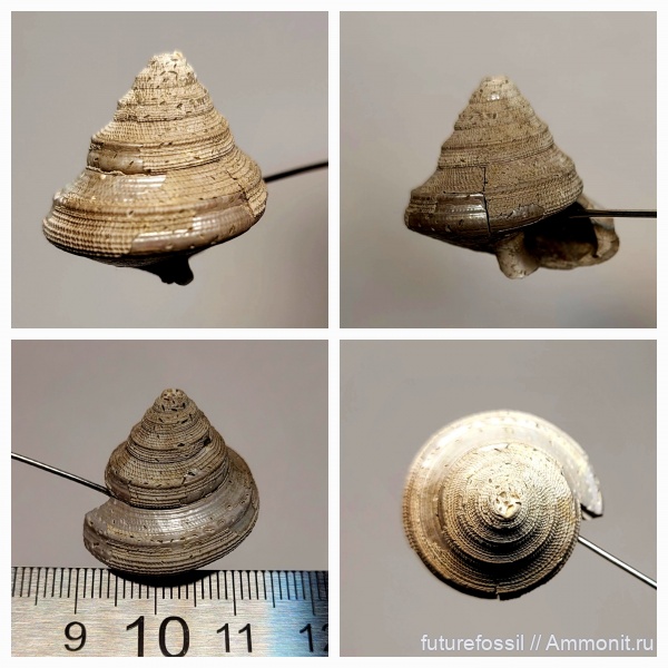 юра, Пески, Bathrotomaria