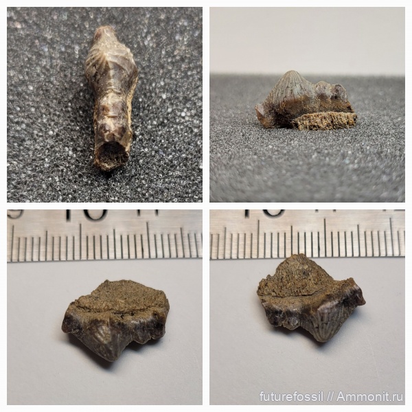 мел, акулы, сеноман, Polyacrodus