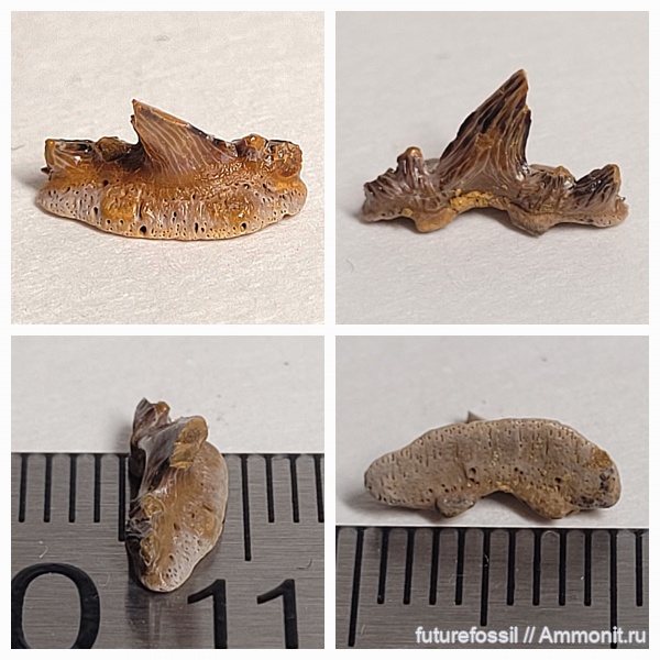 карбон, нижний карбон, Cladodus