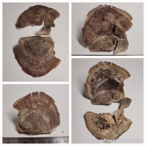 брахиоподы, Schuchertella