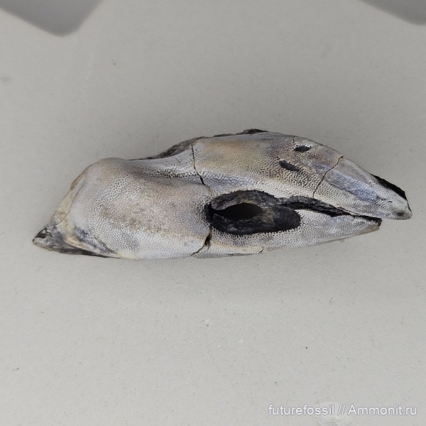 химеры, menaspidiformes, Chondrenchelys