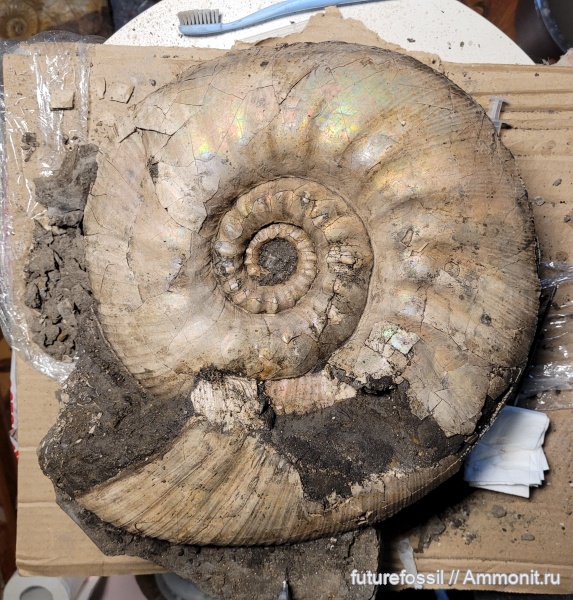 Erymnoceras, Erymnoceras coronatum, Erymnocerites