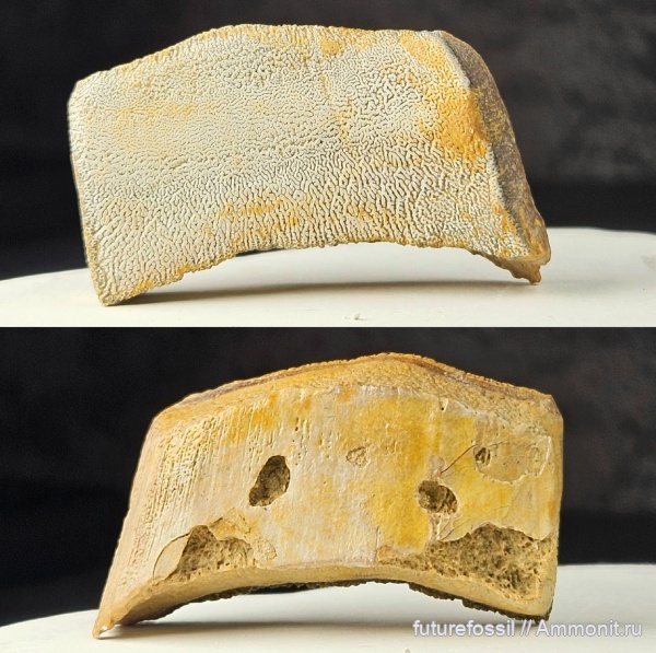 Psammodus, Psammodontiformes