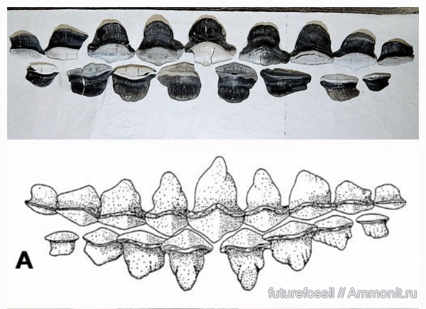 стешевский горизонт, Petalodus, челюсти