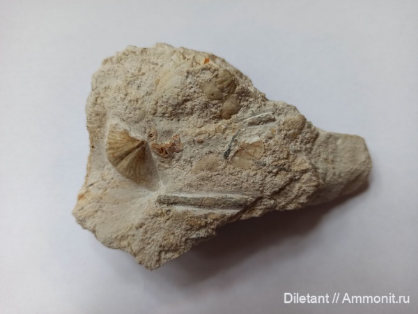 брахиоподы, карбон, беспозвоночные, Spiriferida