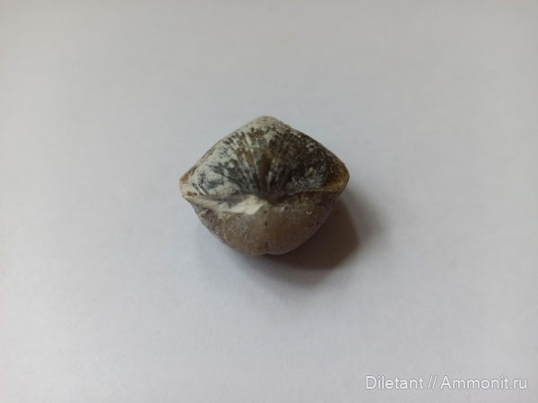 брахиоподы, Choristites, Choristites mosquensis, Хориститес