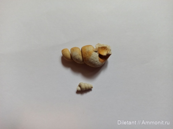 гастроподы, моллюски, брюхоногие моллюски, беспозвоночные, Palaeostylus, Пирочи, Gastropoda