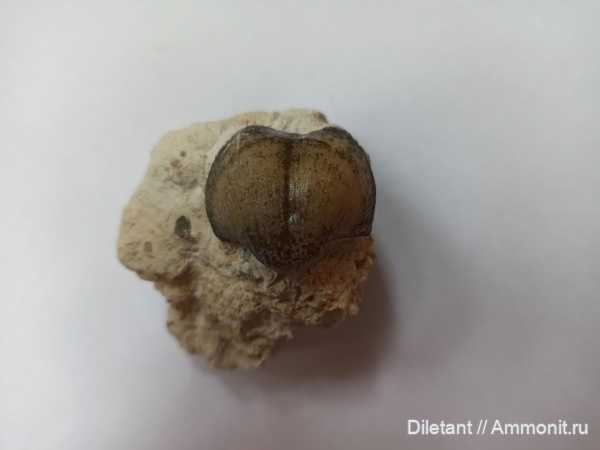 брахиоподы, Choristites, беспозвоночные, Spiriferida, Хориститес