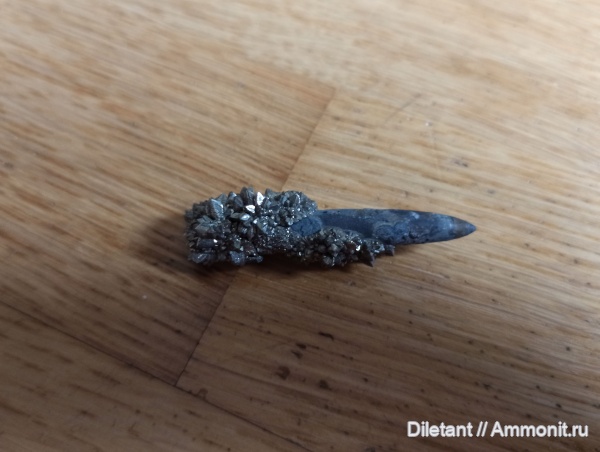 белемниты, моллюски, головоногие моллюски, беспозвоночные, нижний мел, колеоидеи