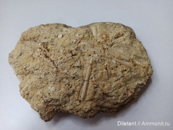 морские ежи, иглокожие, карбон, беспозвоночные, Пирочи