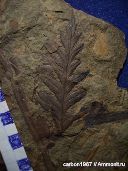 карбон, растения, птеридоспермы, Mariopteris