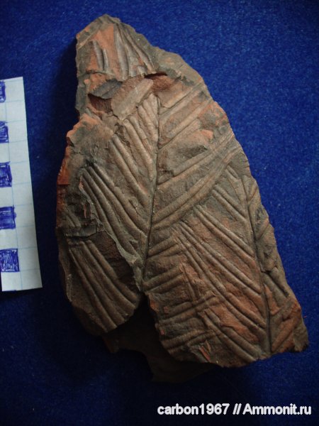 карбон, растения, птеридоспермы, Alethopteris, Alethopteris lonchitica