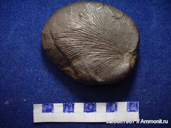 карбон, растения, голосеменные, птеридоспермы