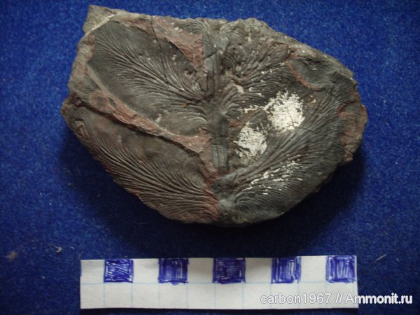 карбон, растения, голосеменные, птеридоспермы