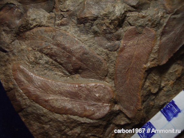 карбон, растения, голосеменные, птеридоспермы