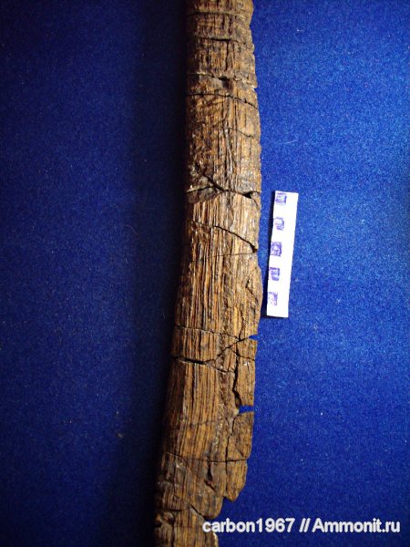 карбон, растения, голосеменные, Tylodendron