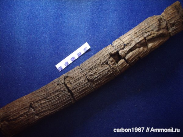 хвойные и дикранофиловые карбона