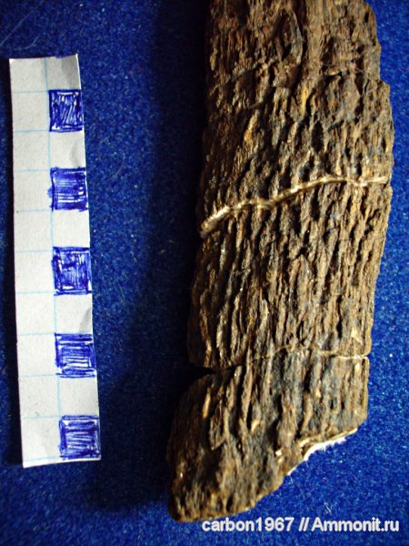 карбон, хвойные, Tylodendron