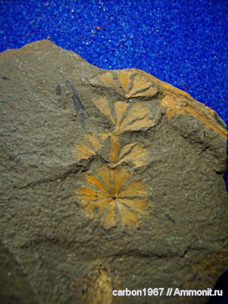 карбон, растения, членистостебельные, Sphenophyllum