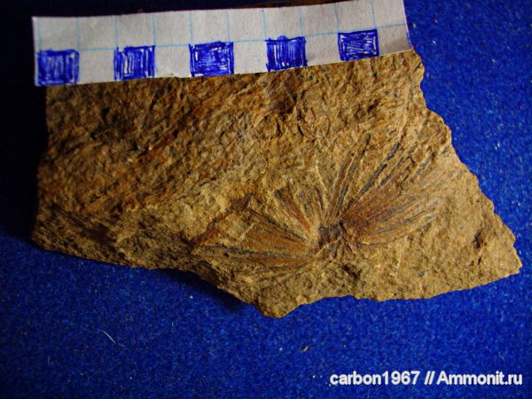 карбон, растения, членистостебельные, Calamites, Asterophyllites