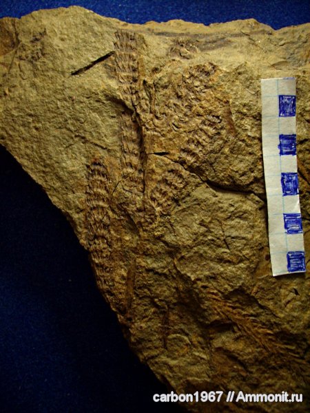 карбон, растения, членистостебельные, Calamites, Palaeostachya