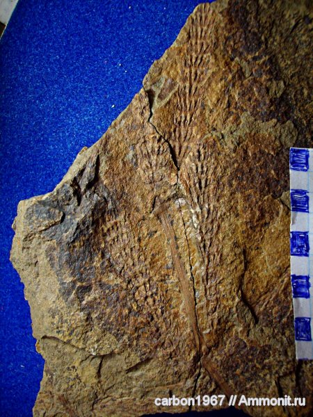 карбон, растения, членистостебельные, Calamites, Palaeostachya