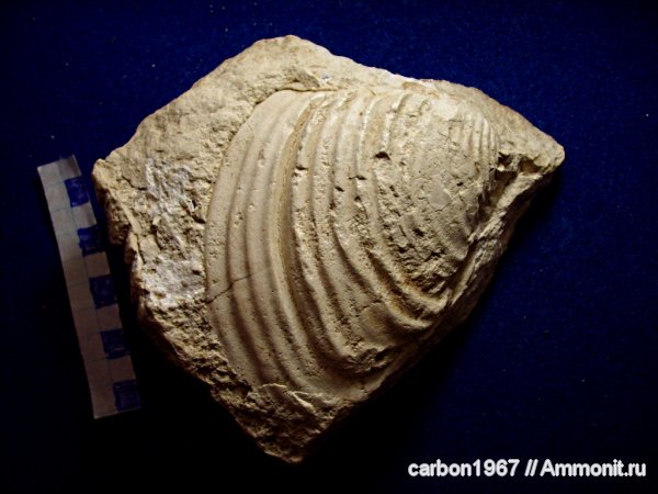 моллюски, мел, двустворчатые моллюски, Inoceramus, Cretaceous