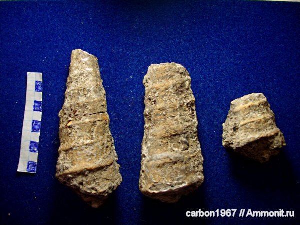 гастроподы, юра, Nerineidae, Jurassic