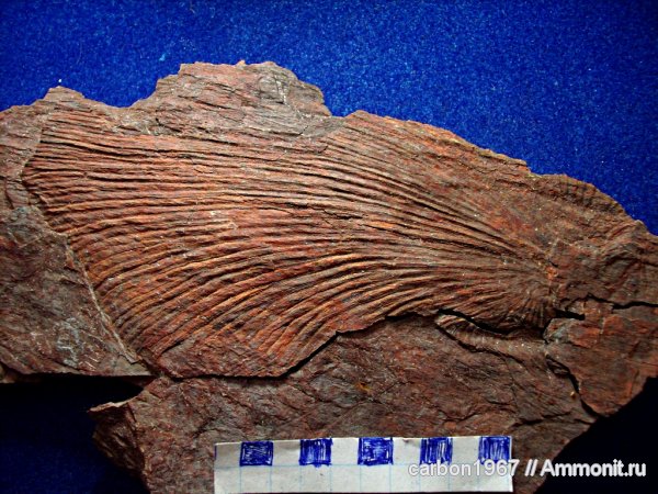 карбон, растения, голосеменные, птеридоспермы