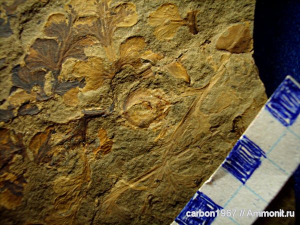 карбон, растения, птеридоспермы, Eusphenopteris