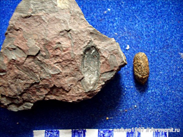 карбон, растения, птеридоспермы, Boroviczia, Trigonocarpus