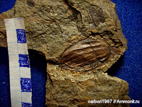 карбон, растения, птеридоспермы, Trigonocarpus