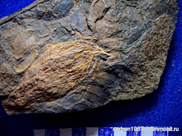 карбон, растения, птеридоспермы, Neuropteris, Trigonocarpus