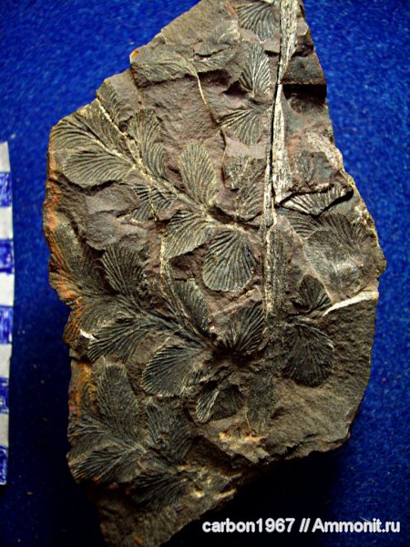 карбон, растения, голосеменные, птеридоспермы