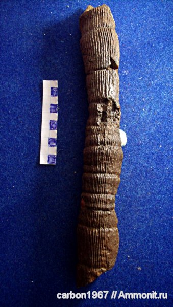 карбон, растения, членистостебельные, Calamites