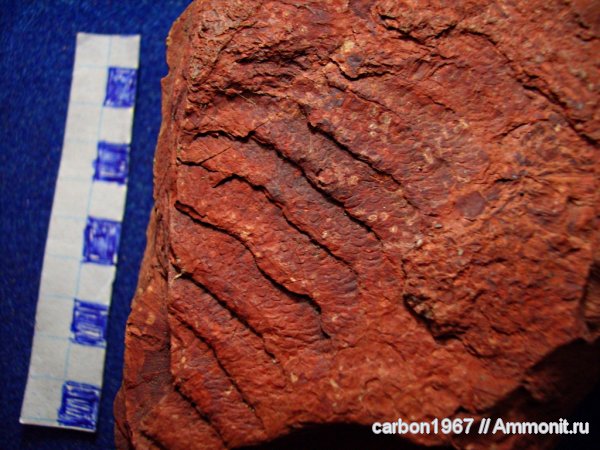 карбон, насекомые, членистоногие