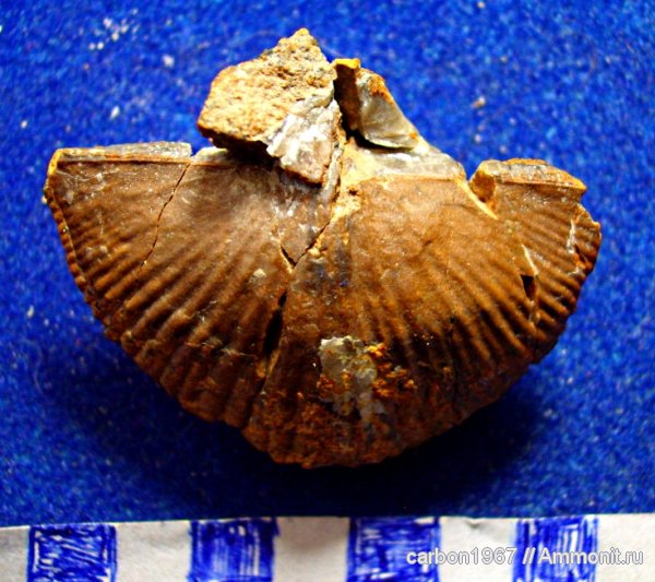 брахиоподы, карбон, Cyrtospirifer, Spiriferida, Spirifer