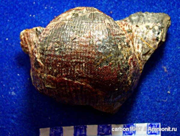 брахиоподы, карбон, Productus, Productida, Dictyoclostus