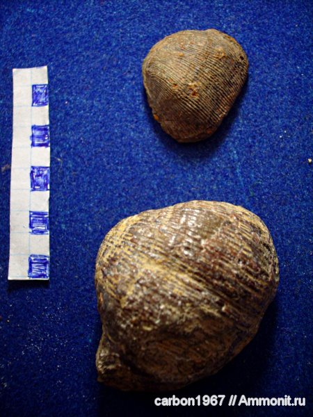 брахиоподы, карбон, Productus, Productida